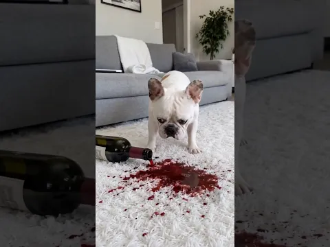 Frenchie vs Red Wine on White Rug 😱🍷 #frenchbulldog #dogshorts #funnydogs  #funny #pets