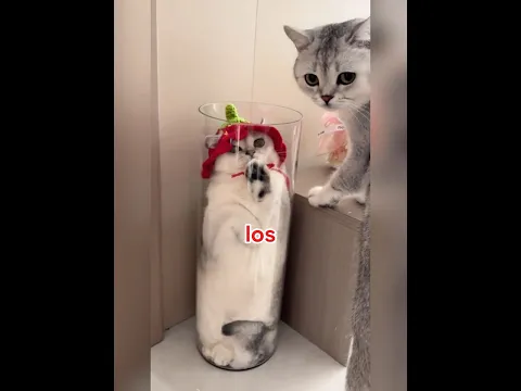 Los gatos están hechos de líquido 😱❤️ #shorts #gatos