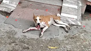 Rescue of bleeding and terrified young dog.