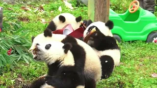 Panda Gourmet: Bamboo Edition! 🌿🐼