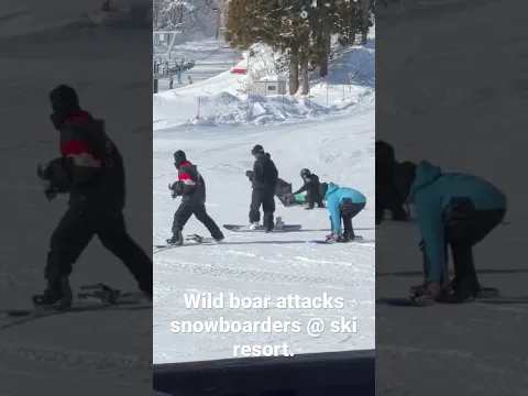 Wild boar attacks snowboarders at Myoko ski resort in Japan. Video by @joeysmyoko