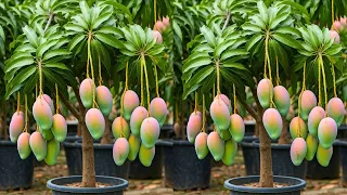 LIVE🔴🌿How to Grow a Mango Tree from Cuttings: Step-by-Step Guide! #live #garden
