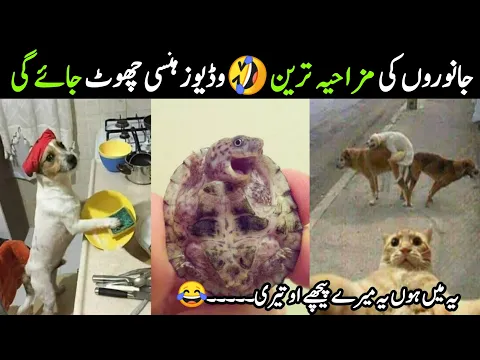 Funniest 🤣 Animals Moment Caught On camera 🤣 Part2 😊 Israr Info Tv