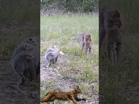bobcat X opossum!!!