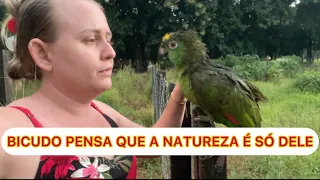 BICUDO NÃO DEIXA OUTROS PASSARINHOS NA ÁRVORE