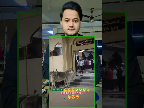 जानवर भी करते हैं मस्जिद का अहतराम 😱 #islamicvideo #shorts