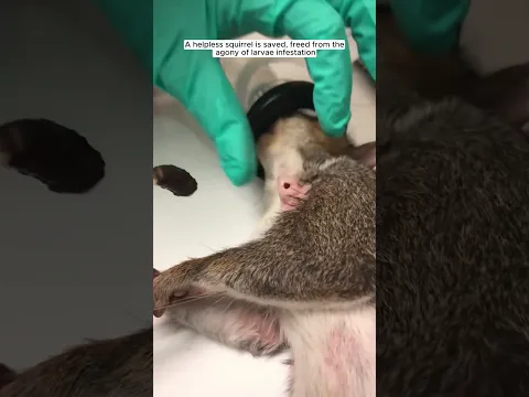 A helpless squirrel is saved, freed from the agony of larvae infestation  #animalrescue