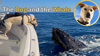 Two Humpback Whales Fall in Love with my Dog!