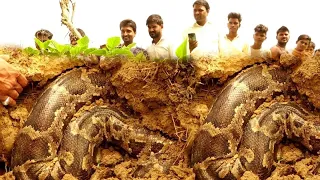 जब किसान के खेत में मिला, बहुत ही बड़ा अजगर सांप😱!  Things you'll see first time in your life P-5