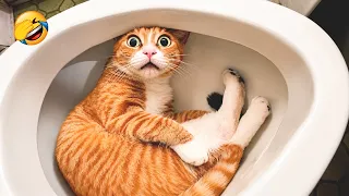 You Laugh You Lose 😹 Funniest Cats and Dogs 2026😂 Part 2
