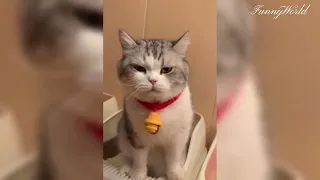 Funny ANIMAL Videos/FUNNY Cats and Dogs Video😹🐶