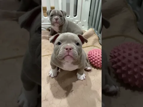 suscribete por favor 🙏 #pets #cuteanimals #puppy #cutebaby #dog #dogs #dogshorts #doglife #cute