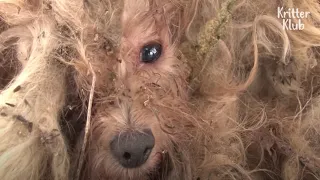 A Walking Mop Dog Looks Forward To Seeing His Dead Owner One Day | Kritter Klub