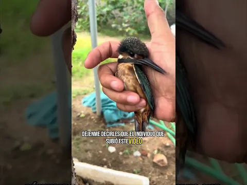 ⚠️ Falso rescate de aves