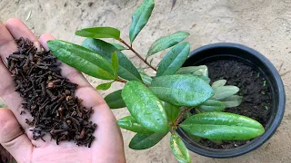 كيف نزرع شجرة القرنفل المسمار في المنزل🪴القرنفل شجرة زينة روعة🌿توابل🍂طاردة للحشرات💦وفوائد رهيبة