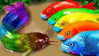 Stop motion ASMR - Catfish hunting Colorful carp koi fish  - 다채로운 잉어물고기 | 거대한 개구리 - 무지개 메기/ 스톱 모션