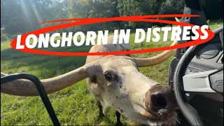 We Are Missing A Longhorn Calf! 