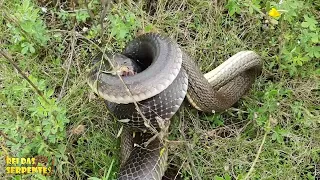 cobra preta e corredeira briga de gigantes