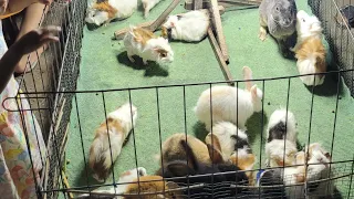 KASIH MAKAN KELINCI DAN MARMUT