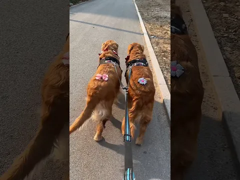 How cute these dogs look when they are small 😍 ~#shorts
