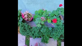 گلهای رنگارنگ 510 یکی از زیباترین برنامه گلها