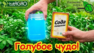 УНИКАЛЬНЫЙ РЕЦЕПТ XIX ВЕКА ДЛЯ ОБРАБОТКИ САДА, БОРЬБЫ С ГНИЛЬЮ, ПЕРОНОСПОРОЗОМ и ФИТОФТОРОЙ
