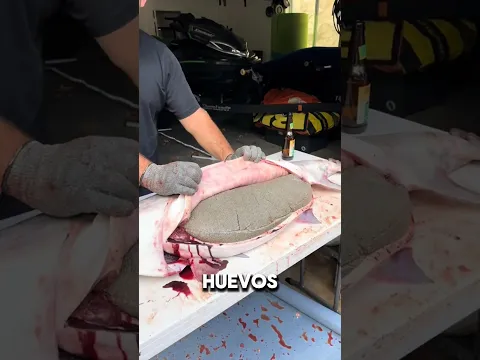 Este pez es el más costoso del mundo por este motivo!