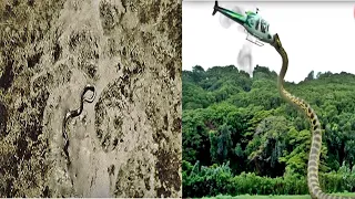 Descoberta de uma cobra gigante na África pode mudar tudo que sabemos!!!