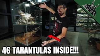 HUGE COMMUNAL ENCLOSURE for Hysterocrates gigas tarantulas (READ THE PINNED COMMENT)