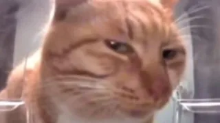 MR BEAST MELON? 🍓 (Live Overheated )🥵