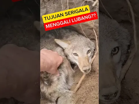 serigala berusaha menggali lubang yang dalam! #shortsvideo