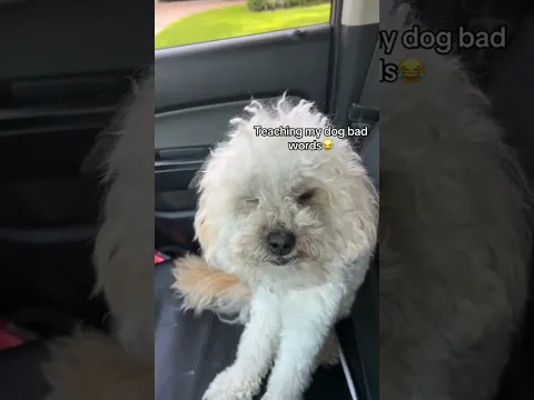 Man teaching his dog how to cursing at people #trending #funnyvideos #youtubeshorts #comedy #clip