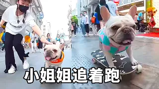 滑板狗炸街日常，刚出街就引起了轰动，小姐姐在后面追着要撸一下！【小法斗球球】