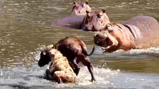 Do hippos really help the animals... the hyena vs buffalo calf.