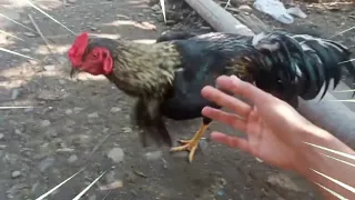 Wow! This cock wants to fight with me😱 | What should I do, Do I have to fight it?