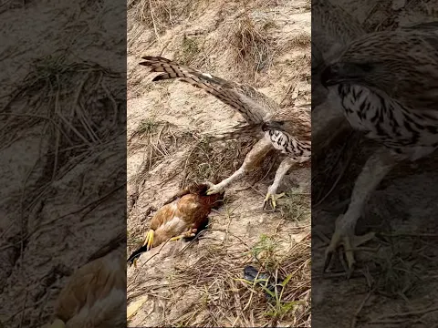 Hawk eagle hunting a big bird 🦅 # #like #shorts #youtubechannel #youtubevideos #comment