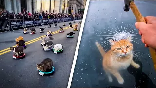 cats acting bonkers