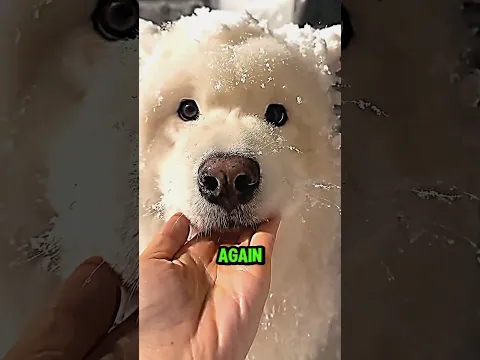 This husky stuck outside in snow ⛄️ #shorts