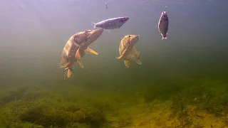 2 hungry pike vs 2 dead herrings. As it is 😉
