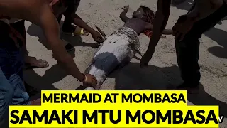 KWELI SAMAKI MTU, #NGUVA APATIKANA MOMBASA