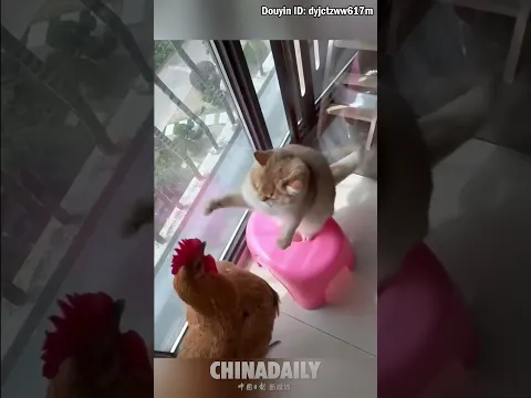 Martial meows vs kung fu clucks!