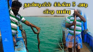 5 அடி நீளம் கொண்ட அஞ்சாலை விஷ பாம்பு, கெளுத்தி மீன்களை தூண்டிலில் பிடிச்சத பாருங்க