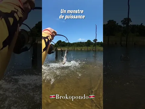 #acoupapapaï #pêche #pecheauleurre #tucunare #poisson #pesca #fishing #peacock #suriname #bigfish