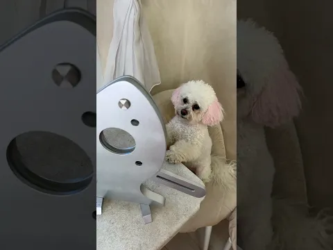 Bella: Everything can't escape my eyes #smart #dog #funny #cute #bellamaltipushka