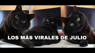 Los más virales de julio 2022