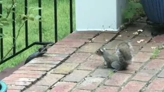 snake and squirrel