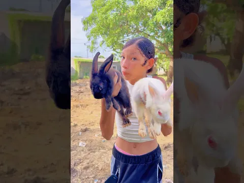 Conejitos buscan un amigo #shortsvideo