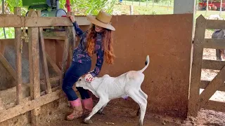 pequeno nelore Snow, bezerrinho bravo filho da Nevasca roçando/ Limpando a lagoa, lida em família 