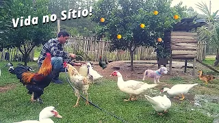 VIDA NO SÍTIO REALZÃO