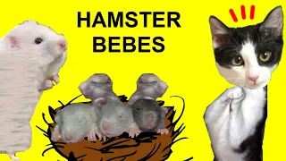 Hamster embarazada tiene cachorros en casa de los gatos Luna y Estrella / Videos de gatitos